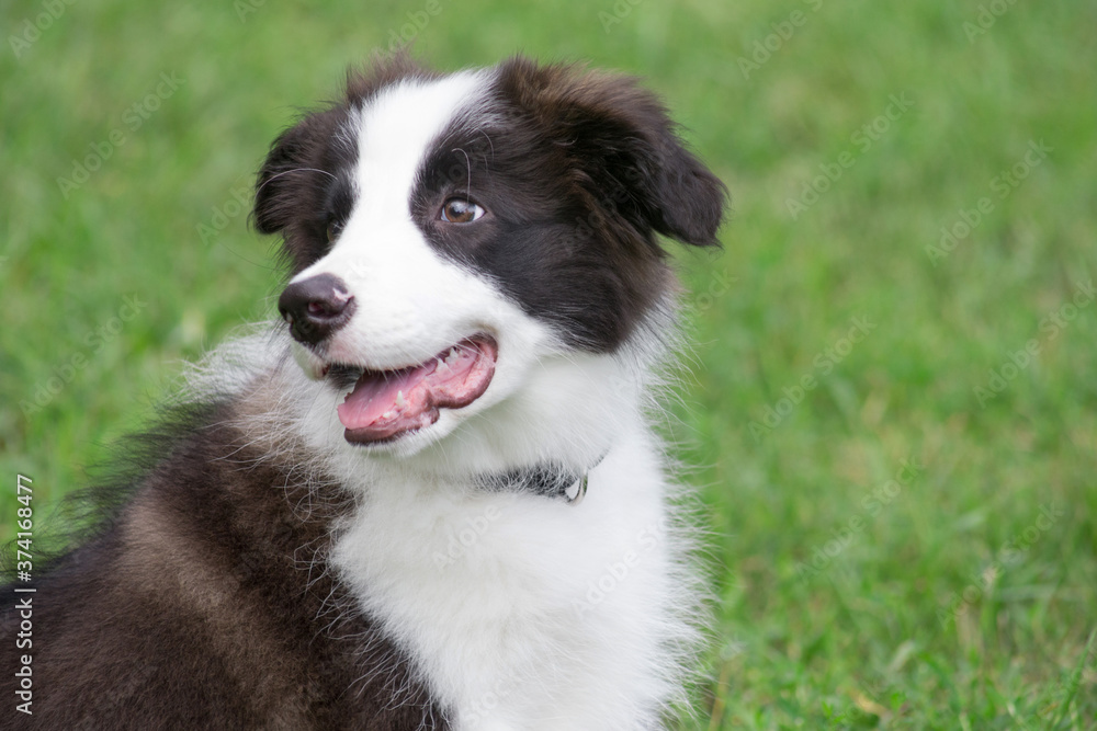 Portrait of cute border collie puppy. Close up. Pet animals.