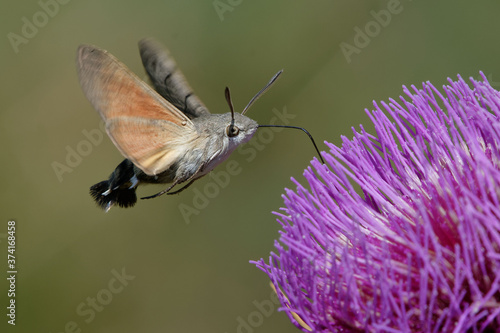 Hummingbird hawk-moth (Macroglossum stellatarum) foraging a flower