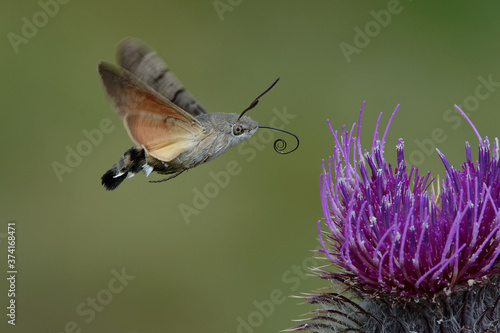 Hummingbird hawk-moth (Macroglossum stellatarum) foraging a flower