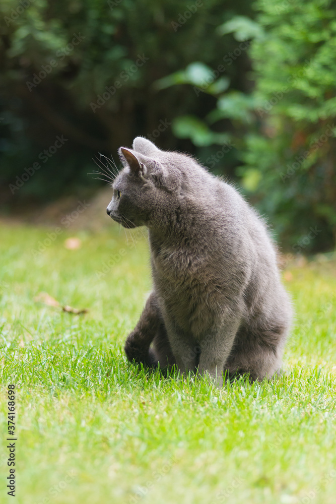 Fototapeta premium British shorthair cat sitting on the green lawn in the autumn garden and looking to the side. Foliage of hedgerow in the background