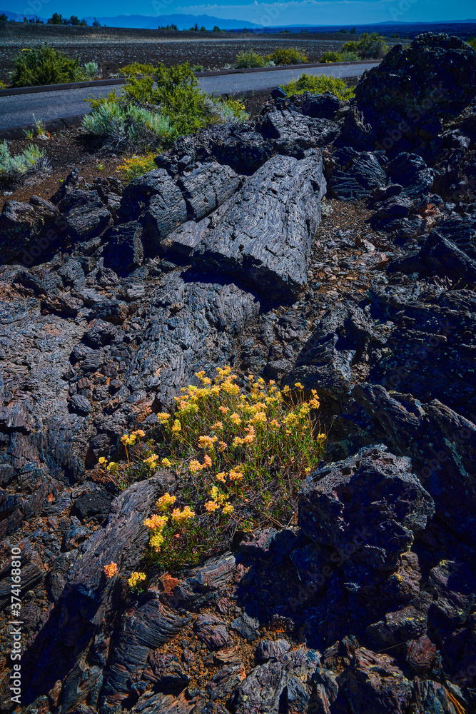 Buckwheat, (Eriogonum), growing amongst the lava flow at Craters of the Moon National Park. Buckwheat, (Eriogonum), growing amongst the lava flow at Craters of the Moon National Park.