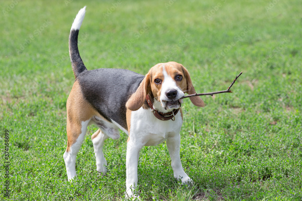 Cute english beagle puppy with a twig in his teeth. Summer park. Pet animals.