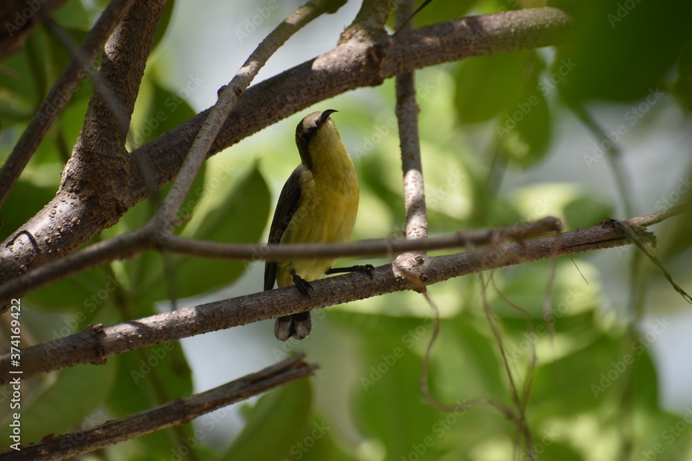 Fototapeta premium humming bird looking up and singing for a long time
