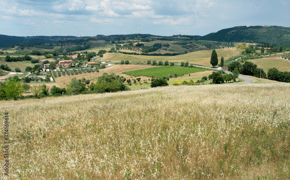 Wheat fields over scenic hills cuts by regional roads Wheat fields over scenic hills cuts by regional roads