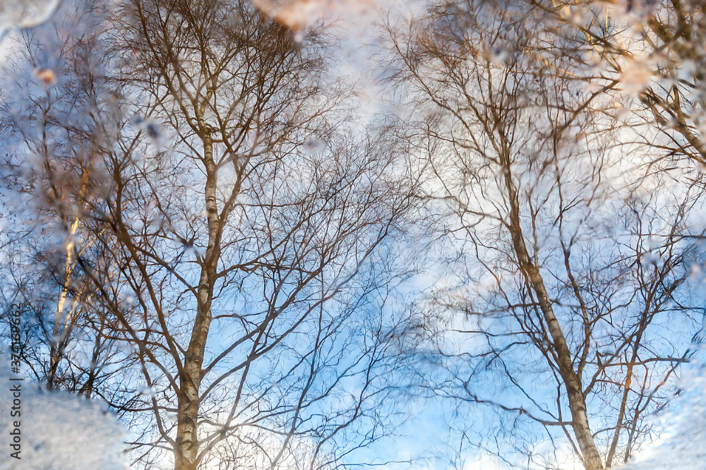 Branches of trees without leaves reflected in a freezing puddle Branches of trees without leaves reflected in a freezing puddle