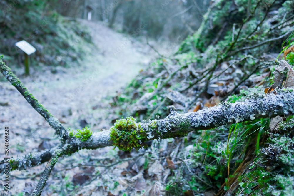 Strada nel bosco del Tunkelbald, viaggi e paesaggi in Veneto Strada nel bosco del Tunkelbald, viaggi e paesaggi in Veneto