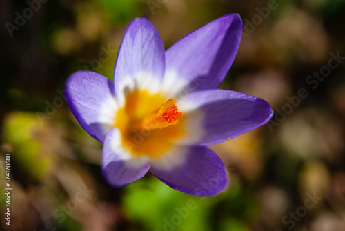 Flowering close-up violet crocus in meadow in spring