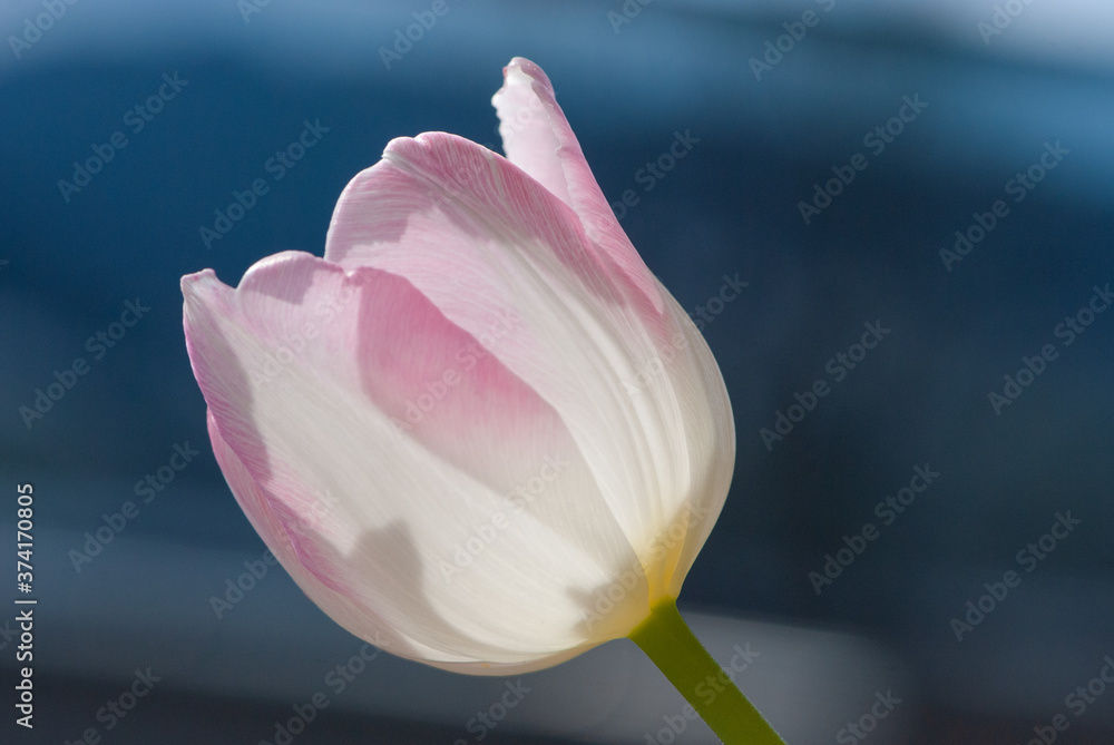 Close up white pink tulip with six petals