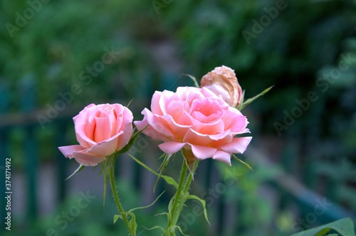 pink rose in garden