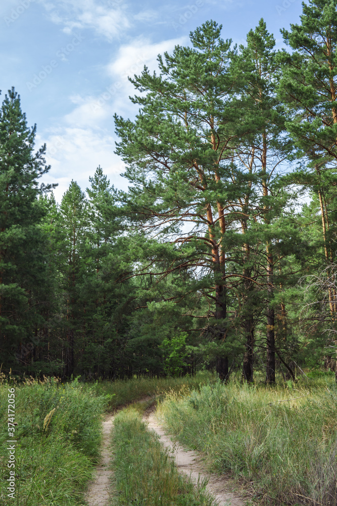 Obraz premium road in the pine forest