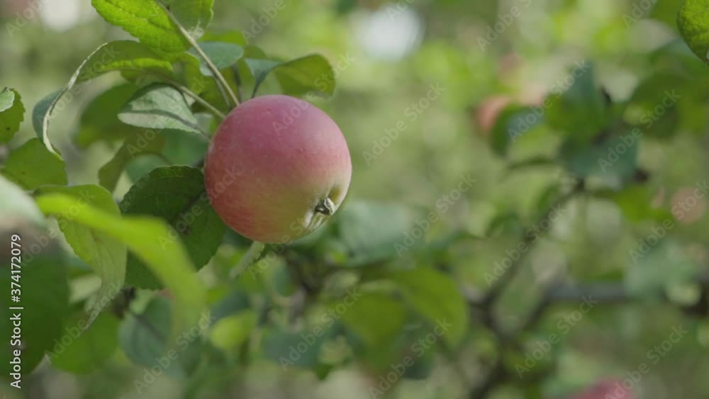 Close up apples on branches. Slow motion. Close up apples on branches. Slow motion.