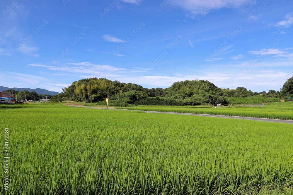 夏の田園風景 夏の田園風景