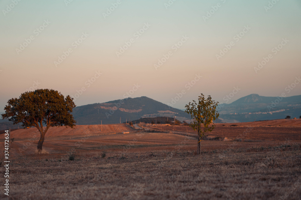 Naklejka premium Sunset in field