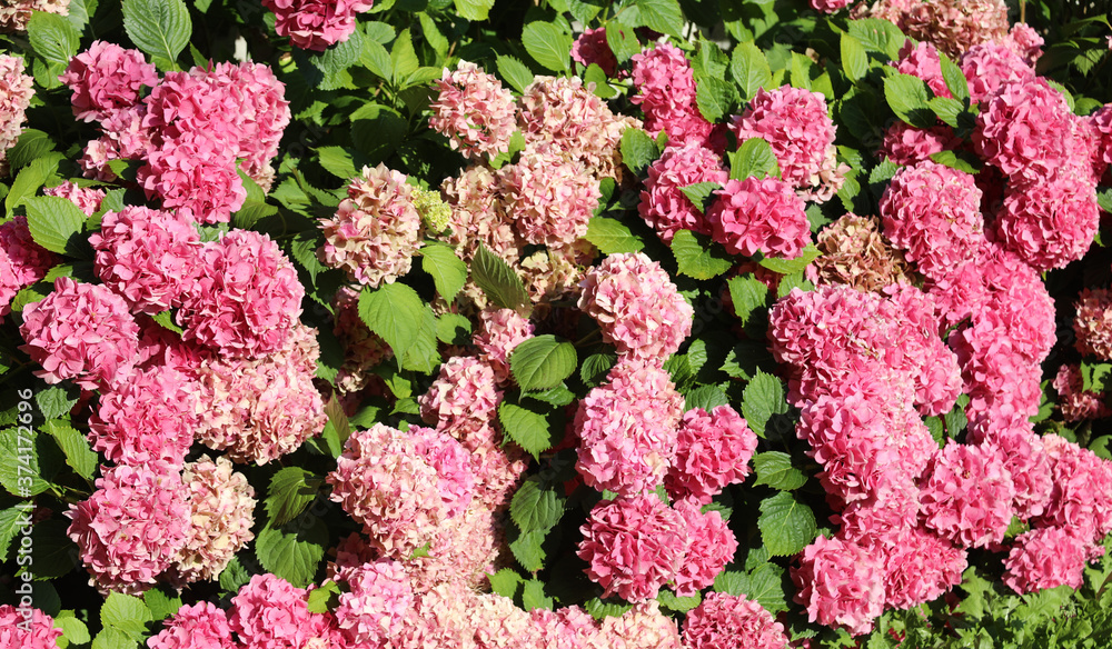 many hydrangeas in the garden in spring many hydrangeas in the garden in spring