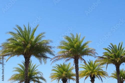 Palm trees against blue sky in Florida nature © natalya2015