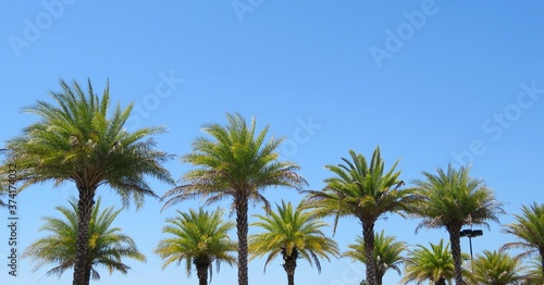 Palm trees against blue sky in Florida nature