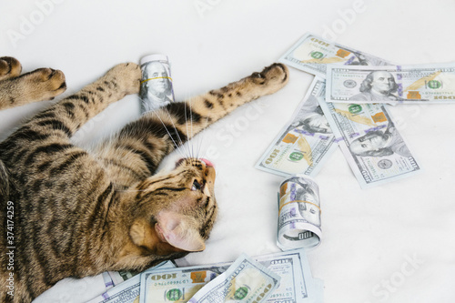 Fotografie Beautiful cat laying with dollars on white background