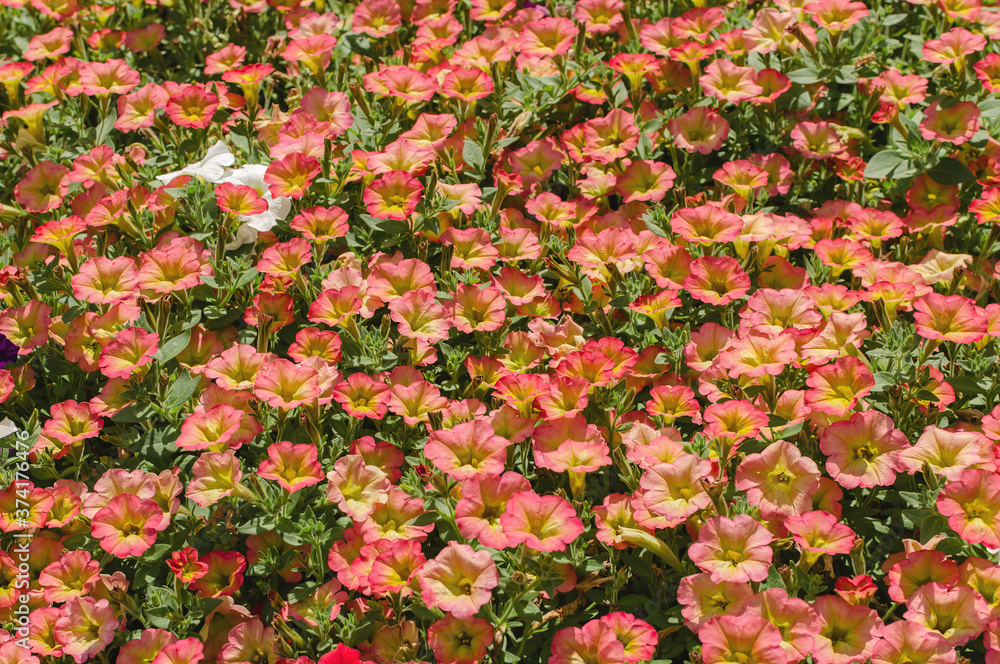 petunia, bright beautiful flowers in a flowerbed in the form of a bell, beautiful background