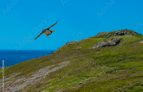 A Puffin prepares to land on Skomer Island (breeding ground for Atlantic Puffins) in early summer