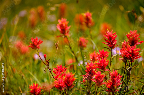 Red paintbrush wildflowers in bloom along a hiking trail
