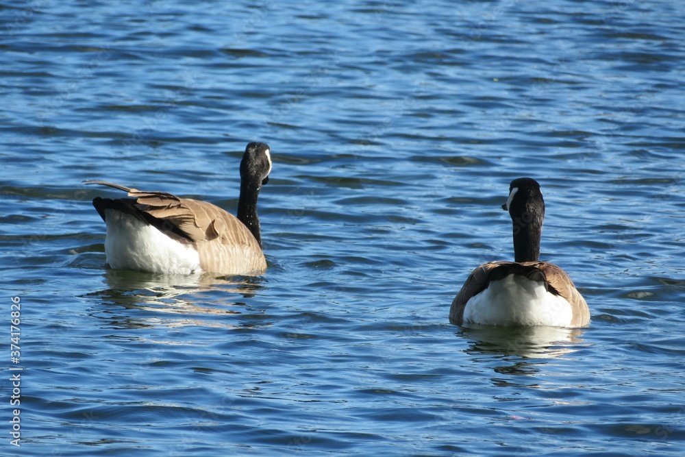 Fototapeta premium Canada geese swimming on Florida river
