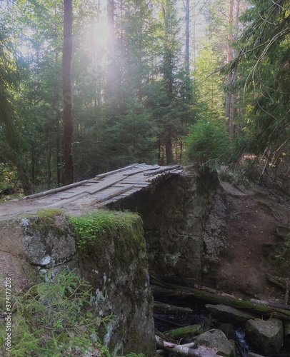 stream in the forest