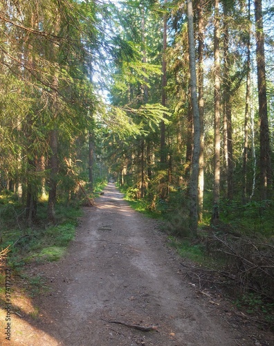 road in autumn forest