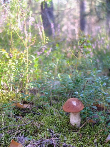 mushroom in the forest