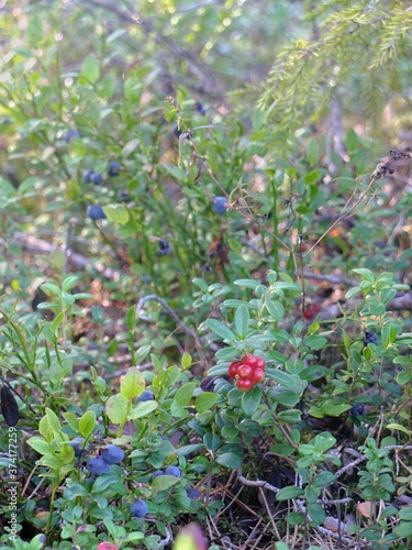 wild strawberry in the forest