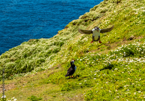 An accomplished Puffin makes a vertical landing look easy on Skomer Island (breeding ground for Atlantic Puffins) in early summer photo