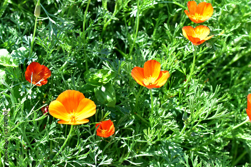 Red and yellow flowers Eshsholtsiya on the green patch in the garden photo