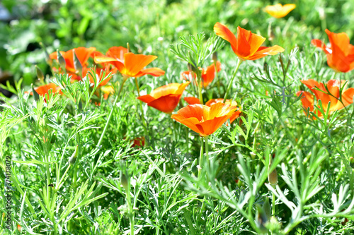 Red and yellow flowers Eshsholtsiya on the green patch in the garden photo