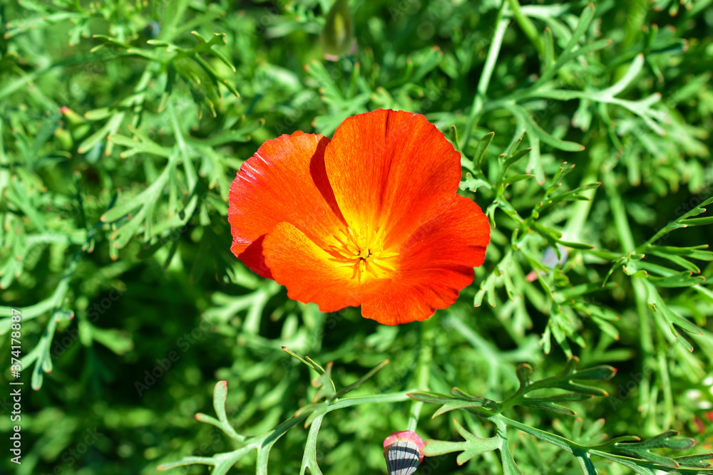 Red and yellow flowers Eshsholtsiya on the green patch in the garden Red and yellow flowers Eshsholtsiya on the green patch in the garden