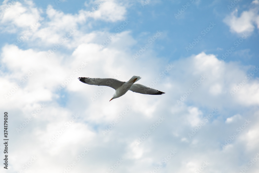 Gull in front oh the clouds