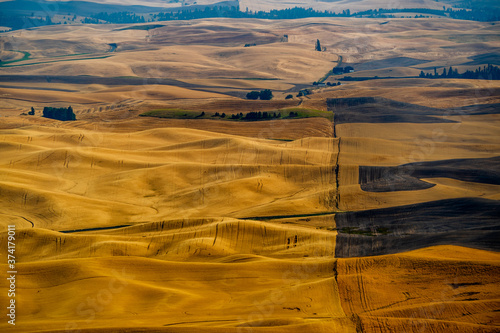 Shades of Yellow, Golden, Grey, and Black of Wheat Fields in the Palouse area. Photo taken from Steptoe Butte, Colfax