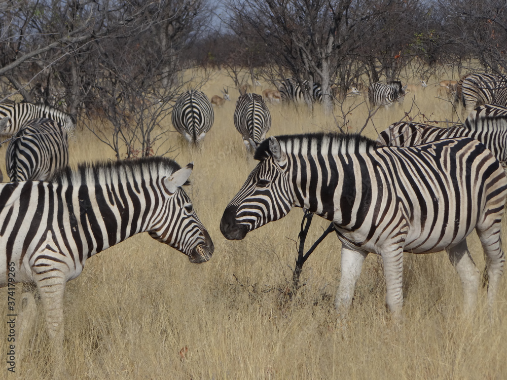 Obraz premium a group of zebras