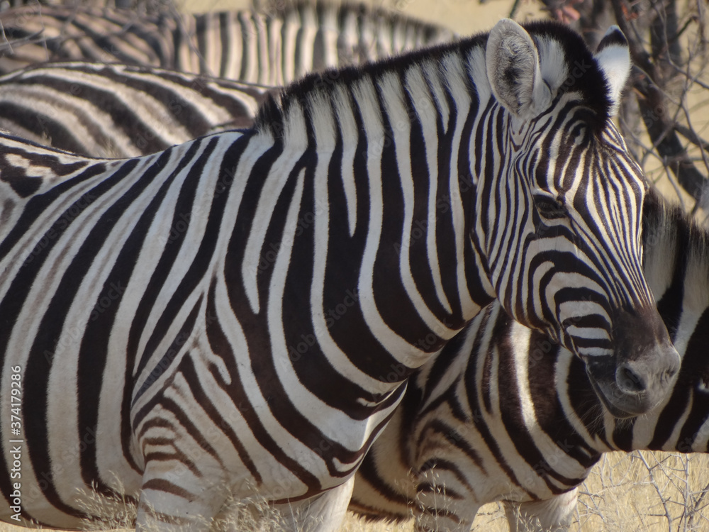 a group of zebras a group of zebras