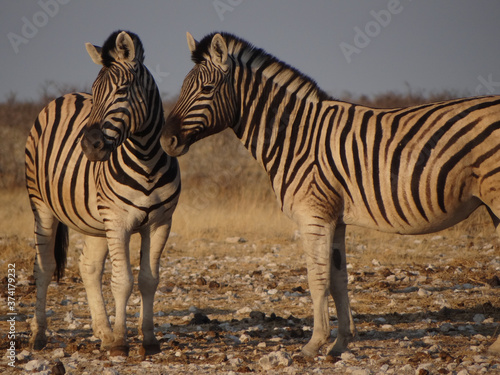 two zebra stand in the namibian savannah