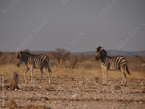 two zebra stand in the namibian savannah