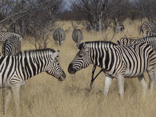 a group of zebras