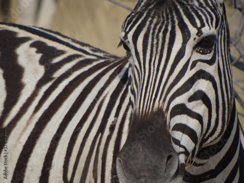 A zebra in the savannah of Namibia