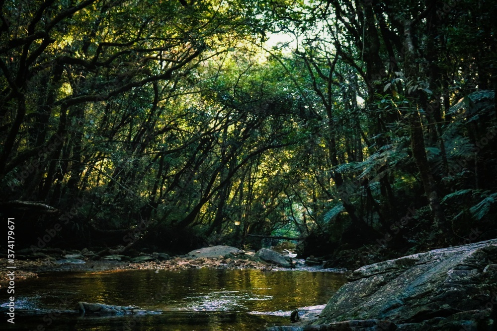 river in the forest