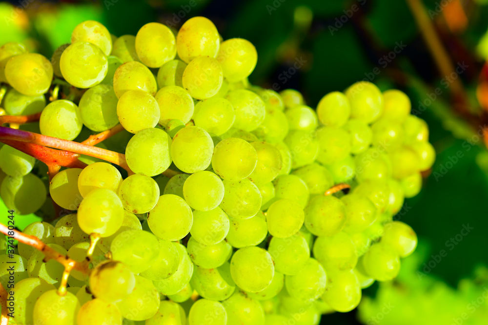 Clusters of green grapes on the branches of a grape tree Clusters of green grapes on the branches of a grape tree