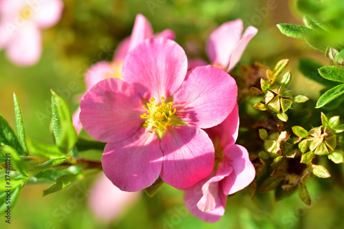 Pink and delicate flowers of the erect calgary  Potentilla  close-up