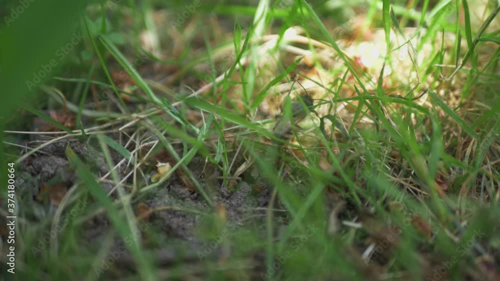 Close Up of Lonely Honey Bee in Green Tall Grass. Close Up of Lonely Honey Bee in Green Tall Grass.