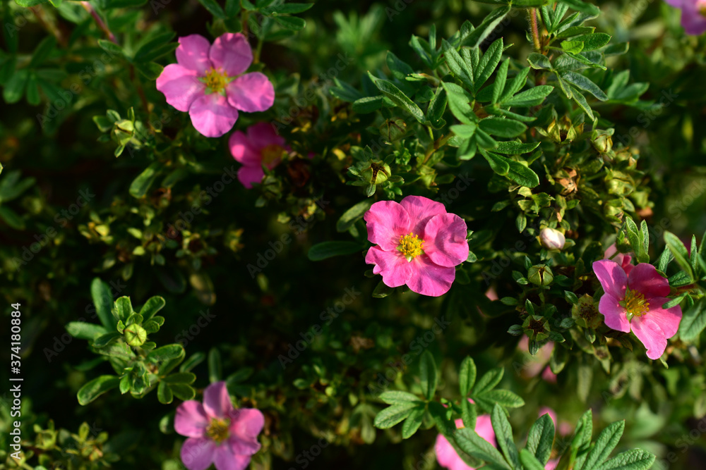 Obraz premium Green Bush with flowers Lapchatki (Potentilla) erect Kalgan close-up