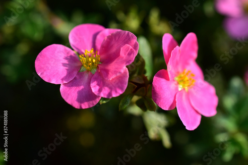 Pink and delicate flowers of the erect calgary (Potentilla) close-up
