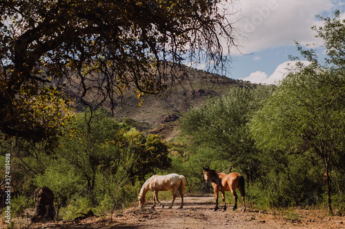 Caballos silvestres