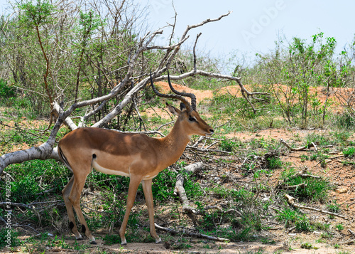 Profile of a impala alone in the bush, in Kruger National Park, South Africa.