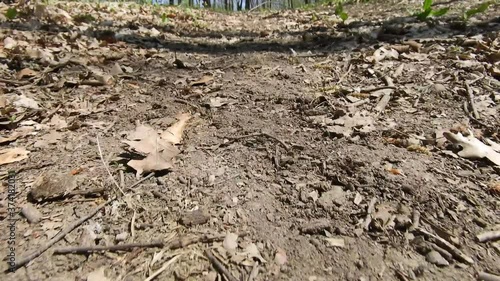 Wallpaper Mural Walking in the forest with autumn leaves on the ground. Torontodigital.ca